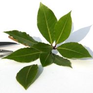 Frunza de dafin (Laurus nobilis) - 5semințe