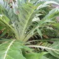 Semințe de cardon (Anghinare țepoasă) soiul "Ivory" (Cynara cardunculus) - 100-125 buc. (5 g)