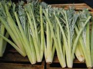 Semințe de cardon (Anghinare țepoasă) soiul "Ivory" (Cynara cardunculus) - 100-125 buc. (5 g)