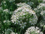 Semințe de usturoi (Allium tuberosum) - 750 buc. (2,5 g)