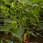 Plasă de susținere pentru plante și legume 1.53m x 30m (rolă)