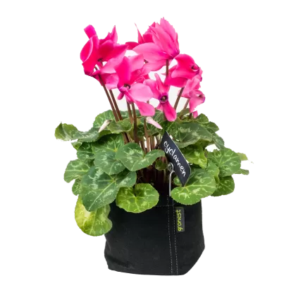 Gronest Pot 11l.