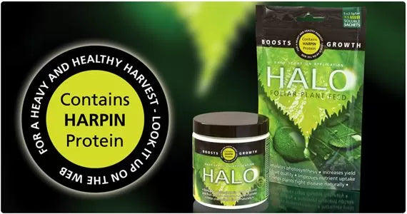 HALO 100 g
