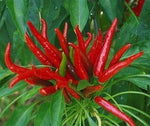 Poinsettia Dark - 15 seeds