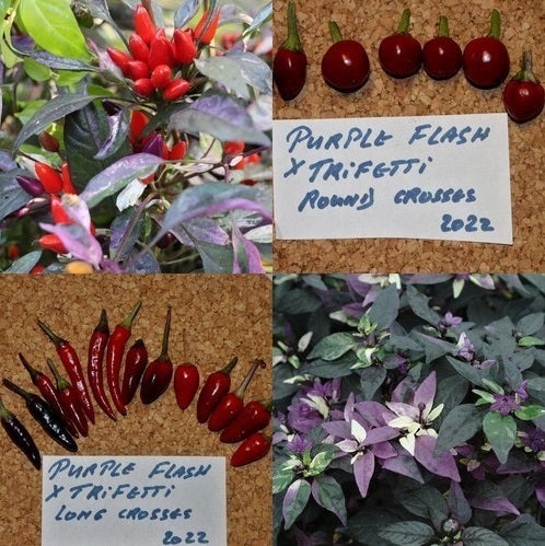 Гибридный сорт Пёрпл Флэш × Трифетти (Purple Flash × Trifetti) - 15 семян