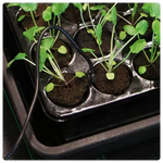 ROOT!T termostat digital pentru covorașe încălzitoare pentru germinarea semințelor