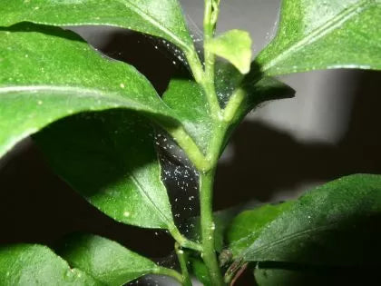 Spidermite control 100мл - органичен инсектицид и фунгицид