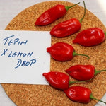 Tepin x Lemon Drop Hybrid Hot Pepper Seeds - 10 pcs