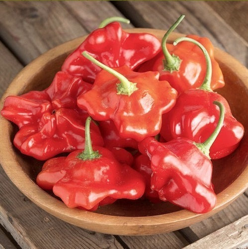 Umbillicatetum Seeds - 7 pcs