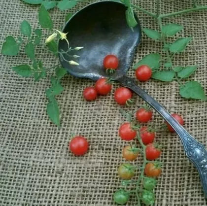 ABC Potato-leaf - roșii cherry - 15 buc. semințe
