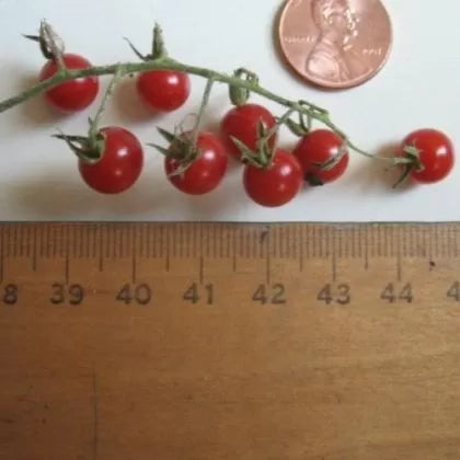 ABC Potato-leaf - roșii cherry - 15 buc. semințe