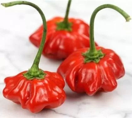 Aji Brazilian Starfish - 15 buc. semințe