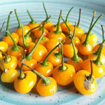 Ахи Чарапита Праскова (Aji Charapita Peach) - 15 бр. семена
