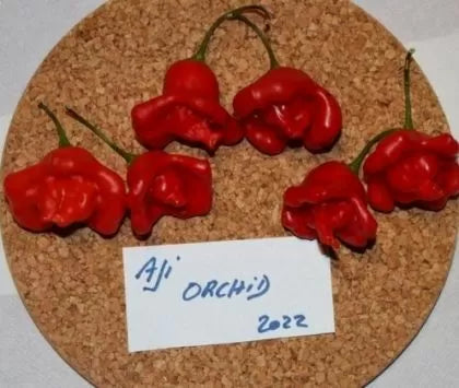 Aji Orchid (Aji Orchid) - 15 buc. semințe