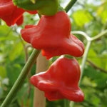 Aji Orchid (Aji Orchid) - 15 buc. semințe