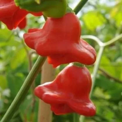 Aji Orchid (Aji Orchid) - 15 buc. semințe
