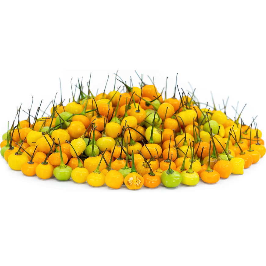 Aji Charapita (Aji Charapita) - 15 buc. semințe