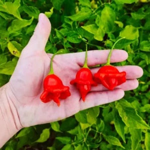 Ахи Орхидея (Aji Orchid) - 15 бр. семена