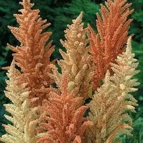 "Spring Palette" amaranth (Amaranthus cruentus) – 1500 pcs / 1g seeds