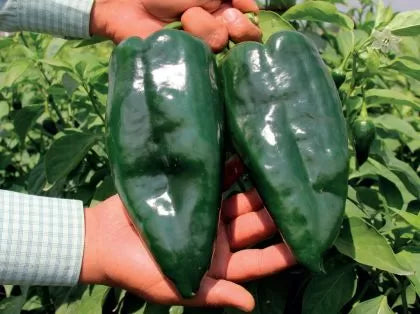 Ancho Poblano - 15 pcs seeds
