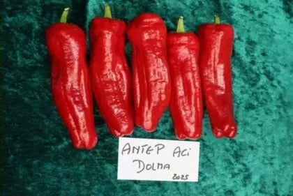 Antep Aci Dolma (Antep Aci Dolma) - 15 buc. semințe