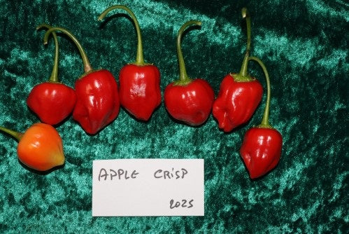 Apple Crisp - 15 pcs seeds