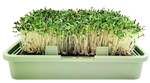 Babylon Garden - sistem hidroponic de casă pentru germeni și microplante, 4 culturi, aplicație smart + CADOU