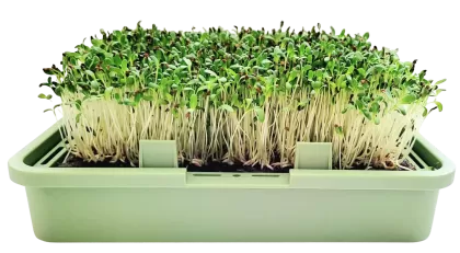 Babylon Garden - sistem hidroponic de casă pentru germeni și microplante, 4 culturi, aplicație smart + CADOU