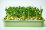 Babylon Garden - sistem hidroponic de casă pentru germeni și microplante, 4 culturi, aplicație smart + CADOU