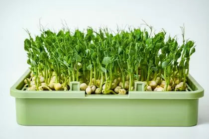 Babylon Garden - sistem hidroponic de casă pentru germeni și microplante, 4 culturi, aplicație smart + CADOU