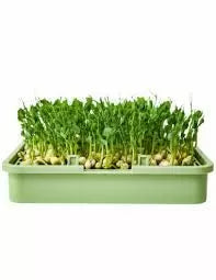 Semințe organice de mazăre - 400 g.