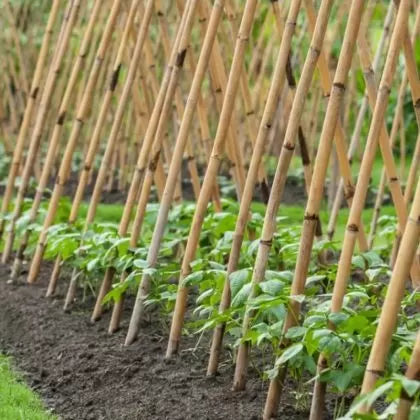 Bamboo plant support stake