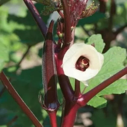 Carmine Splendor F1 okra - 20 seeds