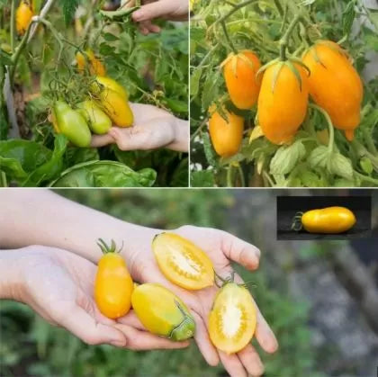 Banana Legs - tomate - 15 buc. semințe