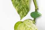 BetterGrow - cleme de susținere pentru orhidee, frunză verde - 14 buc.