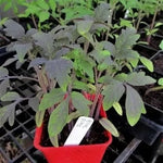 Blue Pitts (Blue Pitts) - tomate cherry - 10 buc. semințe