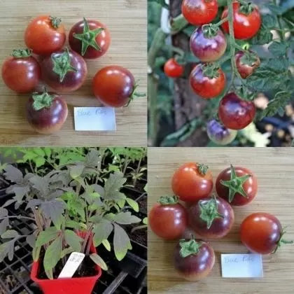 Blue Pitts (Blue Pitts) - tomate cherry - 10 buc. semințe