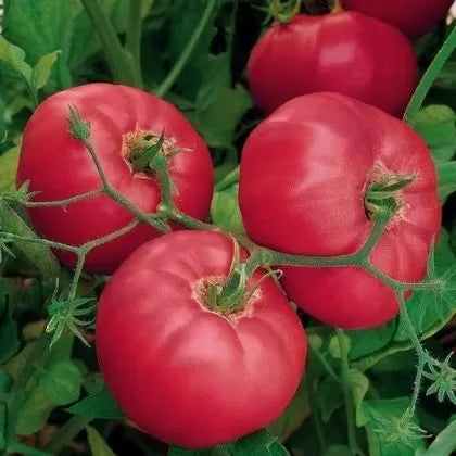 Brandy Boy F1 – tomată beefsteak, 15 semințe