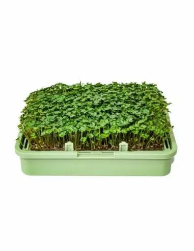 Semințe organice de broccoli – 200 g