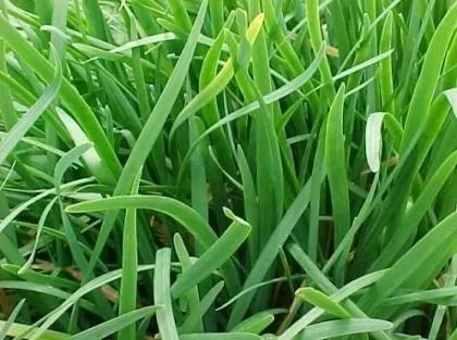 Arpagic chinezesc (Allium tuberosum) - 750 buc. (±) / 2.5 g semințe
