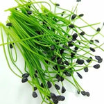 Arpagic chinezesc (Allium tuberosum) - 750 buc. (±) / 2.5 g semințe