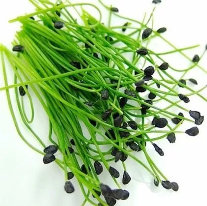 Arpagic chinezesc (Allium tuberosum) - 750 buc. (±) / 2.5 g semințe