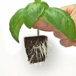 CLONEX Rooting Gel 50ml - rooting gel for clones (cuttings)