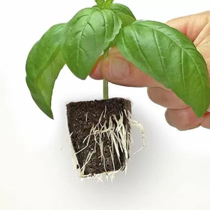 CLONEX Rooting Gel 50ml - rooting gel for clones (cuttings)