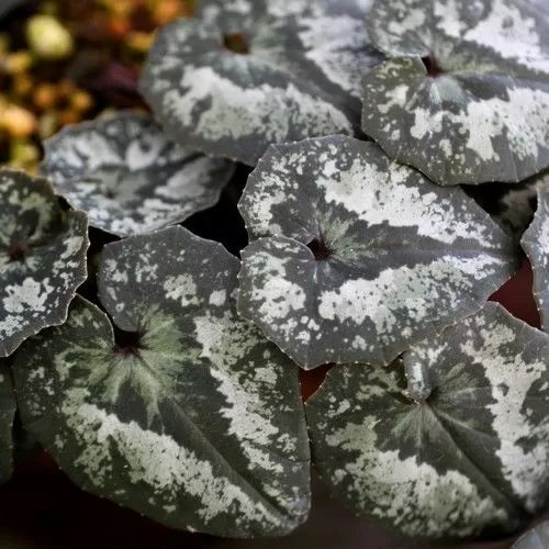 Răsad de ciclamen alb-roz (Cyclamen cyprium) - 1 plantă
