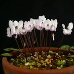 Răsad de ciclamen alb-roz (Cyclamen cyprium) - 1 plantă