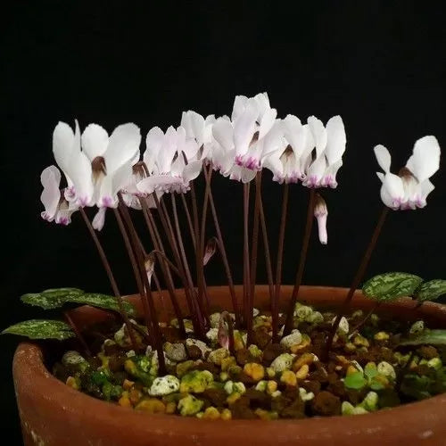 Răsad de ciclamen alb-roz (Cyclamen cyprium) - 1 plantă
