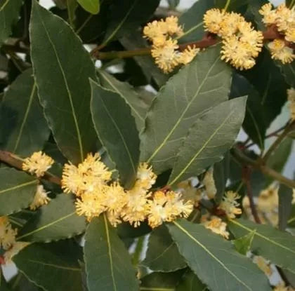 Dafin (Laurus nobilis) - 5 buc. semințe