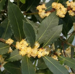 Dafin (Laurus nobilis) - 5 buc. semințe