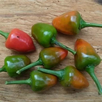 Dundicut - 15 seeds
